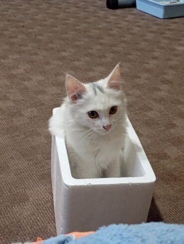 Вязка кошек: Отдам кошечку в хорошие руки. Белая девочка, сибирская кошка, к лотку — 3