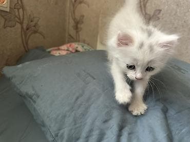 pitomnik temir: Ангорская, 1 месяц, Мальчик, Белый, Метис, Приучена к лотку — 1