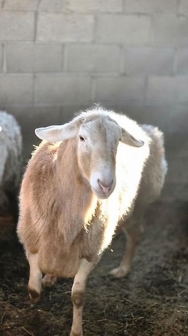 таза канду тай: Продаю | Баран (самец) | Арашан — 5