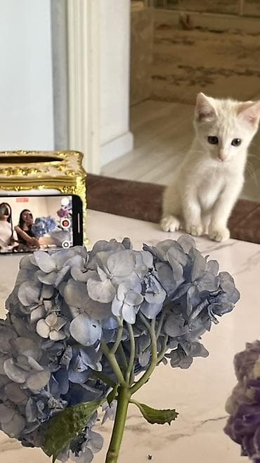 кошке: Белый котёнок с голубыми глазами. Миниатюрный, с аккуратными ушками и — 2