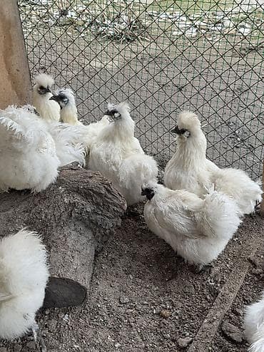 курица брама цена: Продаются шелки петух кур — 4