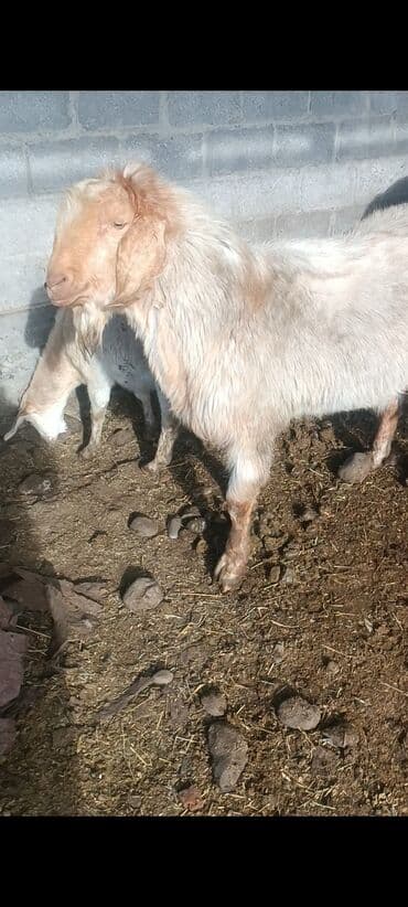 мышык бишкек: Сатам | Теке (эркек) | Битал | Жасалма жол менен боозутуу — 8