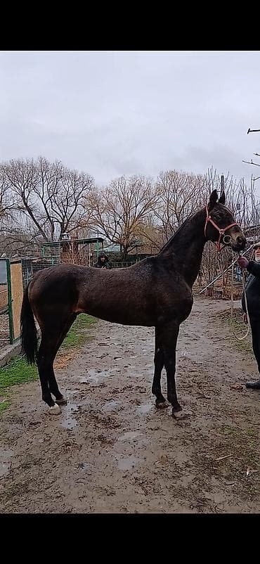 ат така: Продаю | Конь (самец), Жеребец | Для разведения, Конный спорт | Племенные, Осеменитель — 1