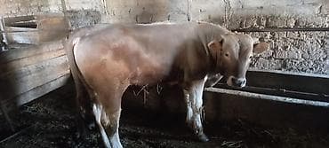 шкура быка: Продаю | Бык (самец) | На откорм | Привязанные — 2