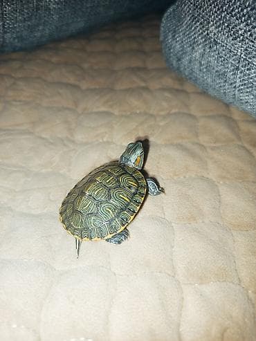 рыбы купить в аквариум: Черепаха красноухая (Trachemys scripta elegans), молодая — 2