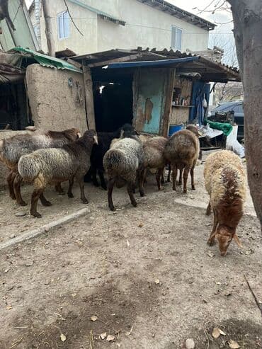 продам бу оборудование для птицефабрики: Продаю | Баран (самец) | Гиссарская, Эдильбаевская, Арашан | На забой, Для разведения | Племенные — 2