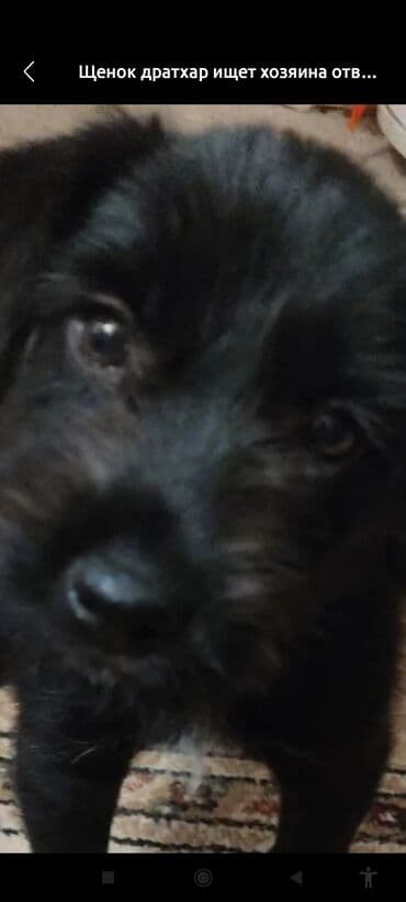 продажа щенков немецкой овчарки с документами в бишкеке: Собака даром: 2 года, Самка, С прививкой — 8