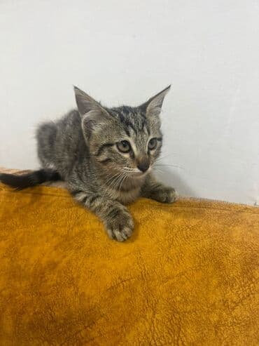 английский дог цена: Полосатый котёнок (серо-коричневый табби) с короткой шерстью. Возраст — 2