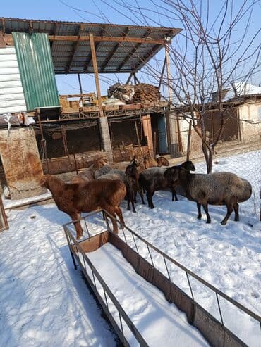 Услуги ветеринара: Продаю | Овца (самка) | Для разведения | Матка — 7