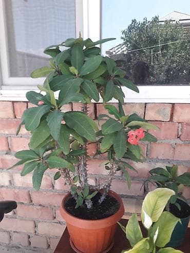 Комнатные растения в горшках: 1) Молочай Миля (Euphorbia milii