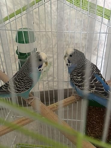 клетка попугаев: Волнистые попугаи с просторной клеткой-комплексом Описание: - Пара — 2