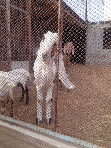 объявления о продаже собак: Продаю | Козёл (самец) | Камори | Для разведения | Племенные — 2