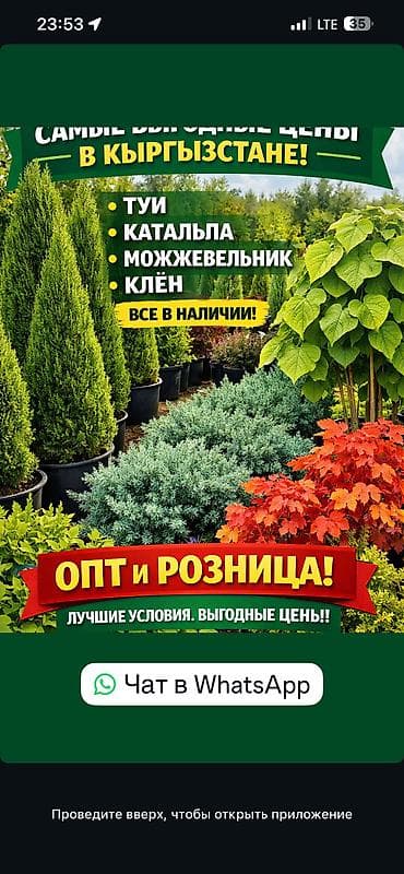 Хвойные саженцы в контейнерах для озеленения участков -