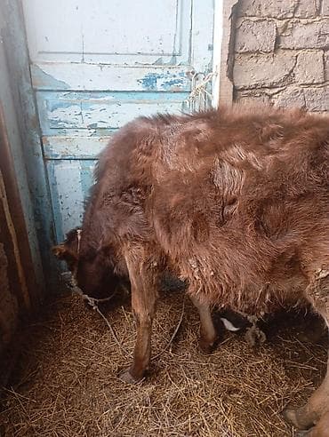 орловский рысак купить в россии: Продаю | Музоо, торпок | Полукровка | На откорм | Привязанные — 3