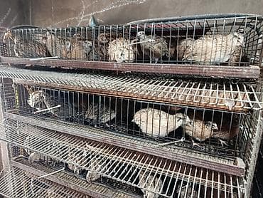 куры брама бишкек: Сатам | Балапандар — 1