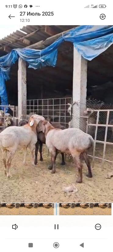 дома для кошек: Продаю | Баран (самец) — 1