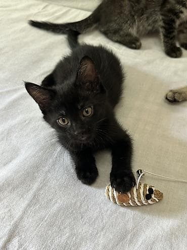 Кошки: Отдаю котят в добрые и ответственные руки 🐾 📍 г. Бишкек Котятам по 2 — 3