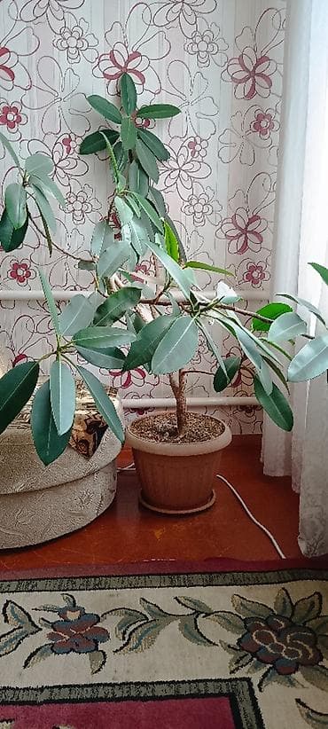 Продам Фикус. высота 1.3 м
