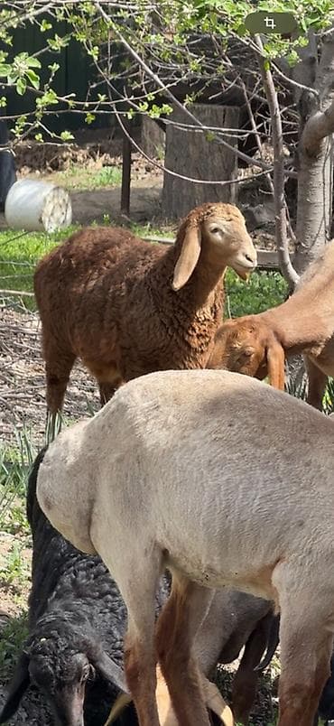 гуси: Продаю | Овца (самка) | Арашан | Для разведения | Осеменитель, Ярка — 5