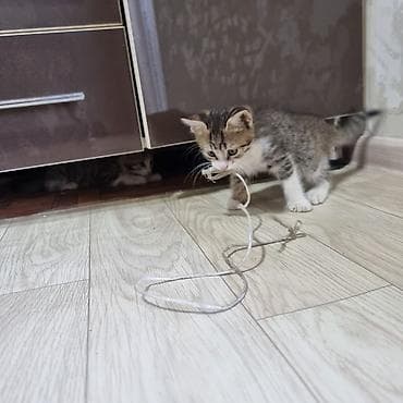кошачья еда: Котята, полосатики и тигровые — домашние малыши - Порода: беспородные — 4
