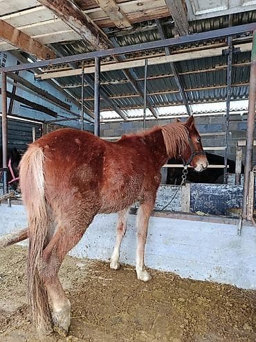 уй сатылат бишкек 2022: Сатам | Бээ (ургаачы) — 1