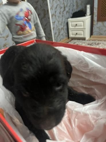 продажа собак в бишкеке: Чистокровный Щенок Тайгана это щенок Тогтогула Жапорова На фото самец — 2