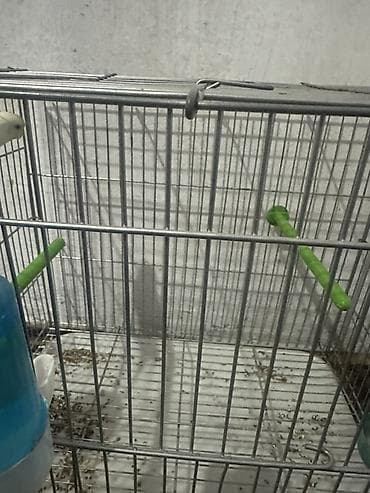 pretty pet grooming saloon бишкек: Продаю попугая с клеткой срочно самка 1 год цена 2000 клетка покупали — 4