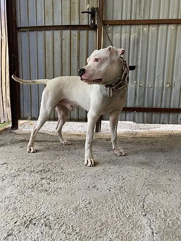 Американский питдбуль кобель, белого окраса. Особенности: -