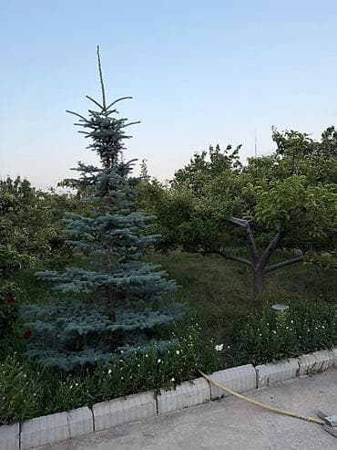 Ысык-Көлдө конок үйү, Чолпон-Ата — 7
