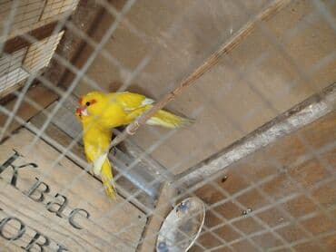 грызун: Продается папугай невазеллан, большие взрослые,1пара,2раза отложил — 3