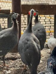 Рыбы: Продам цесарки — 1