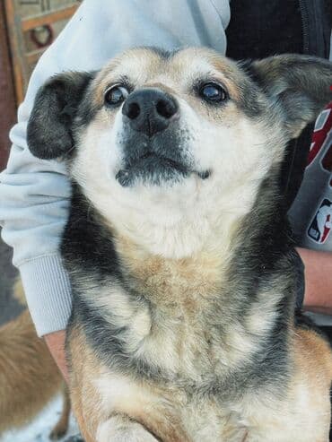 Собака даром: Дворняжка, 1 год, Самец, С прививкой