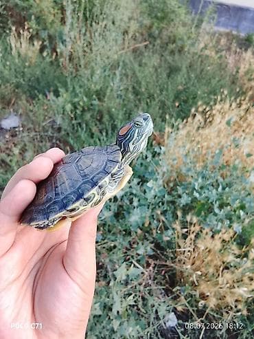кошки на обувь: Водные черепахи Trachemys scripta elegans (красноухие) - Вид — 3