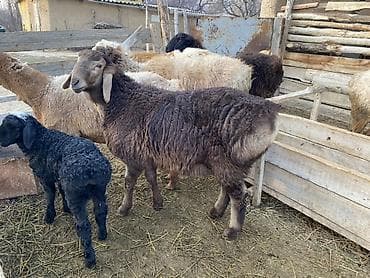 А/ч жаныбарлары үчүн тоюттар: Сатам | Ургаачы кой (ургаачы) | Көбөйтүү үчүн — 1