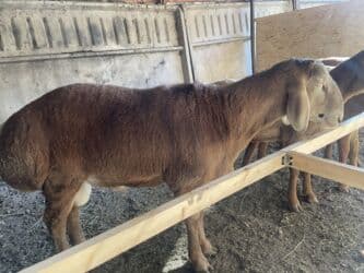 продажа щенков немецкой овчарки с документами в бишкеке: Продаю | Баран (самец), Ягненок | Арашан | Для разведения | Осеменитель — 3