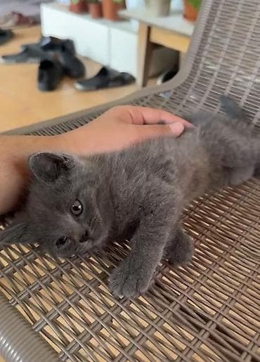 ищу котят: Продаётся котёнок шотландец. 1,5 месяца Мальчик - Scottish Straight — 3