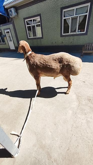 хаски лайка: Продаю | Баран (самец) | Эдильбаевская | Для разведения | Племенные — 4