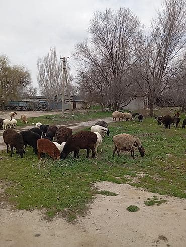 Продаю | Овца (самка) | Полукровка | Для разведения