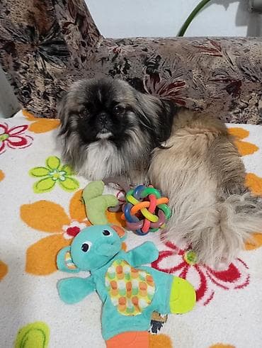 пекинес купить: Пекинес мальчик привит есть паспорт— домашний компаньон Порода — 3