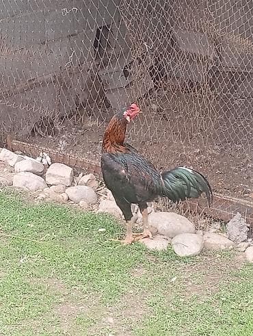 американский булли: Продаю | Петух | Бойцовая | Для разведения — 3