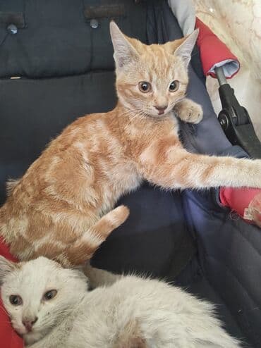экзотическая короткошёрстная кошка: 5 айлык, Ургаачы, Лотокко барууга үйрөтүлгөн — 1