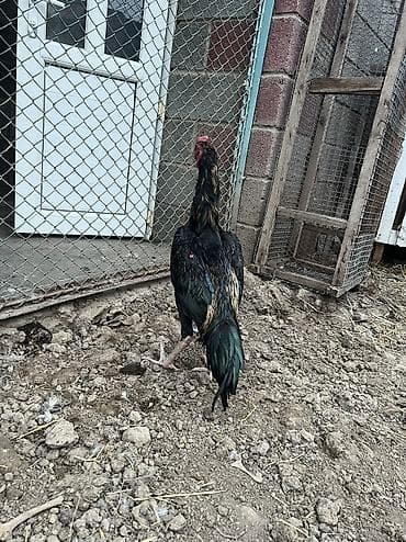 жожо бролер: Продаю | Петух | Бойцовая | Для разведения, Для боев — 9