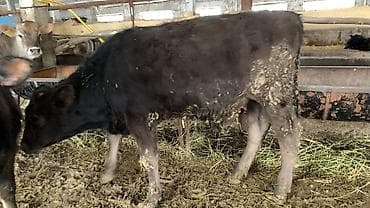 уй участок: Сатам | Музоо | Аргын | Бордоп семиртүү үчүн — 6