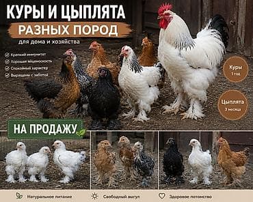 Сатам | Тооктор | Көбөйтүү үчүн — 1