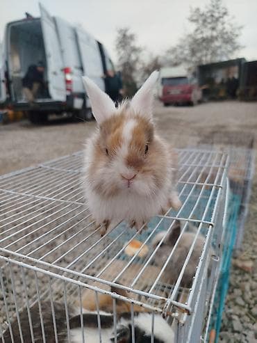 карлик: Пуховые декоративные кролики (карликовые породы) - Окрас: пёстрый — — 1