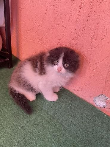 кичинекей мышык: Скотиш Фолд (Шотландиялык шалпаң кулак), 2 айлык, Эркек, Биколор, Лотокко барууга үйрөтүлгөн — 1