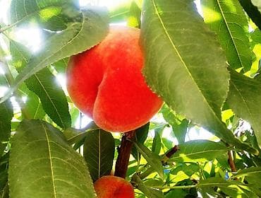 слива кочот: Правильная обрезка плодовых деревьев и винограда. Обрезаю практически — 8