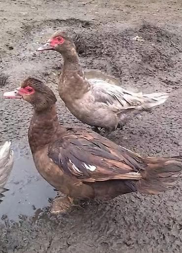 Продаю утаков и уток11 месяцев.Индоутки