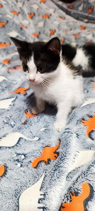 продажа котиков: Кошка даром: Беспородная, 1 месяц, Девочка, Приучена к лотку — 1