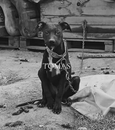 кане корсо в бишкеке: Питбуль, 5 месяцев, Самец, С прививкой — 2